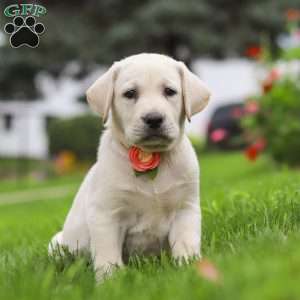 Beth, Yellow Labrador Retriever Puppy